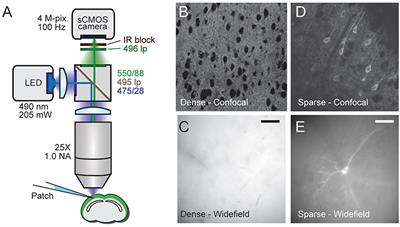 Single-Neuron Level One-Photon Voltage Imaging With Sparsely Targeted Genetically Encoded Voltage Indicators